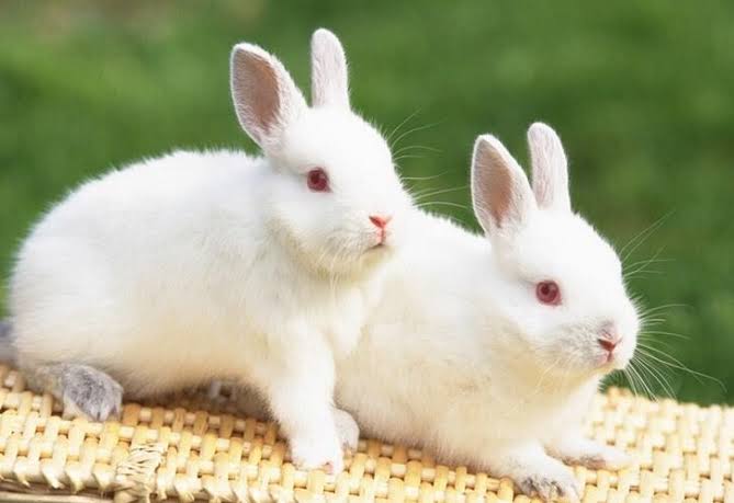 2 rabbits for sale